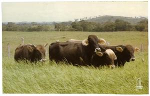 Primary view of object titled 'Brown and Tan Crossbred Cattle'.