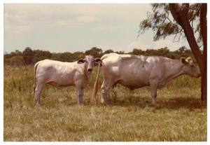 White Crossbred Cow and Calf