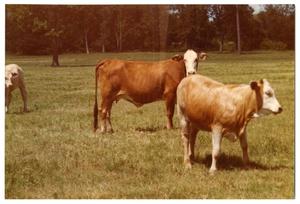 Primary view of object titled 'Crossbred Cows in Pasture'.