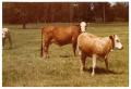 Thumbnail image of item number 1 in: 'Crossbred Cows in Pasture'.