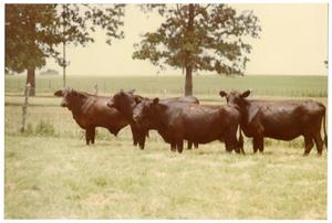 Black Crossbred Cows