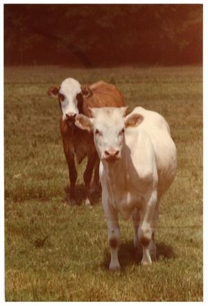 Primary view of object titled 'Crossbred Cow Calves'.