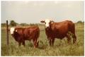 Thumbnail image of item number 1 in: 'Crossbred Cow and Calf in Pasture'.