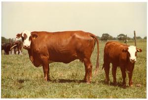 Primary view of object titled 'Crossbred Cow and Calf in Pasture'.