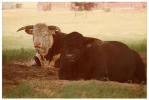 Primary view of object titled 'Crossbred Cow and Bull In the Shade'.