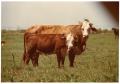 Thumbnail image of item number 1 in: 'Crossbred Cows'.