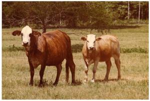 Crossbred Cows