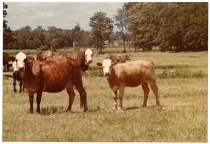 Primary view of object titled 'Crossbred Cows'.