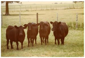 Four Black Crossbred Cows