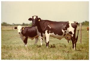 Primary view of object titled 'Two Crossbred Dairy Cows in Pasture'.