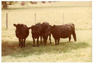 Primary view of object titled 'Four Black Crossbred Cows in Pasture'.