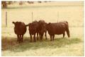 Thumbnail image of item number 1 in: 'Four Black Crossbred Cows in Pasture'.