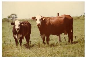 Primary view of object titled 'Crossbred Cows in Pasture'.
