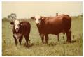 Thumbnail image of item number 1 in: 'Crossbred Cows in Pasture'.