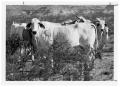 Photograph: White Brahman Cows
