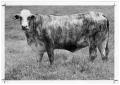 Photograph: Braford Cow