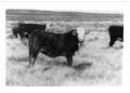 Photograph: Braford Cattle