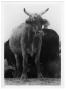 Photograph: Braford Cattle
