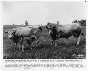 Blonde d'Aquitaine Cows and Nursing Calf