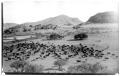 Photograph: Herd of Cattle Near Mountains