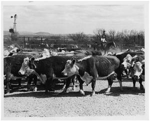 Primary view of object titled 'Cattle in a Corral'.
