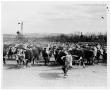 Thumbnail image of item number 1 in: 'Large Cattle Herd'.