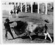 Photograph: Cowboy Bullfighting