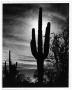 Photograph: Saguaro Cactus in the Desert