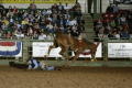 Photograph: [Event at the Cowtown Coliseum, a cowboy thrown from a bucking bronco]
