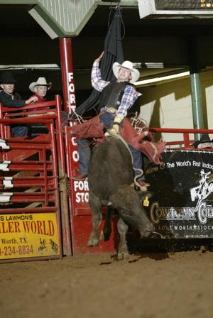 [Bull riding at the Cowtown Coliseum]