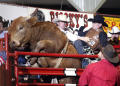 Primary view of [Bull-rider in the Chute at Cowtown Coliseum]