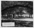 Thumbnail image of item number 1 in: '[Camp scene with trees and benches]'.