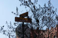 Photograph: [Tree in Front of Street Signs]