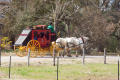 Thumbnail image of item number 1 in: '[Photograph of a Horse-Drawn Carriage]'.