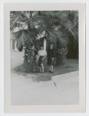 Primary view of object titled '[Group by Palm Trees]'.