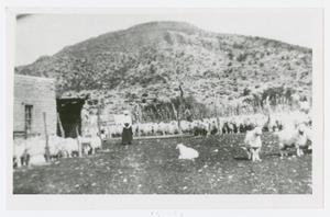 Primary view of object titled '[Photograph of Angora Goat Herd]'.