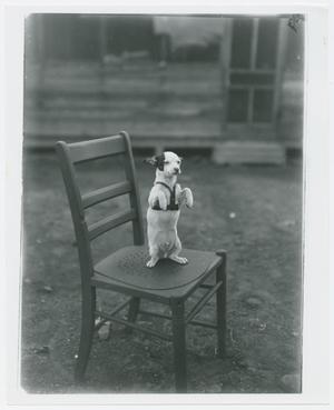 [Photograph of a Dog on a Chair]