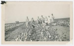 [Photograph of the Drake Family Picking Cotton]
