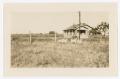 Photograph: [Four Sheep by a House]