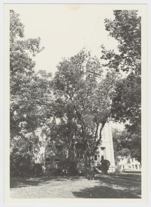 Primary view of object titled '[Llano County Courthouse Photograph #2]'.