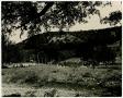 Photograph: Sheep Herd in the Hill Country