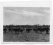 Thumbnail image of item number 1 in: 'Herd of Cattle'.