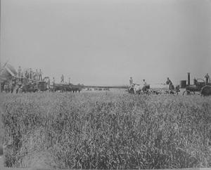 Primary view of object titled '[A rice farm near the county line taken in 1904.]'.