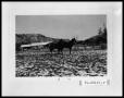 Primary view of Horses in the Snow in West Texas