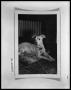 Photograph: Bull Terrier on Pillow
