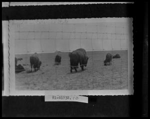 Primary view of object titled 'Buffalo Herd'.