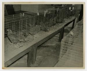Primary view of object titled '[Chickens in Cages]'.
