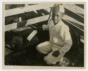 [Young Boy and a Show Pig]