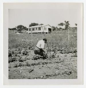 Primary view of object titled '[Woman in a Garden]'.