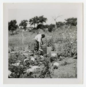 Primary view of object titled '[Woman and Turkeys in a Garden]'.